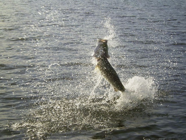 Barra Action Barra Action